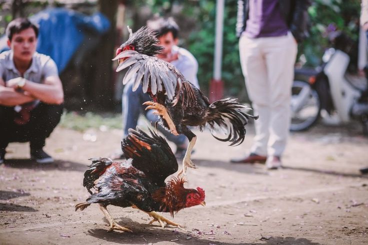 Các thuật ngữ trong đá gà khi thi đấu