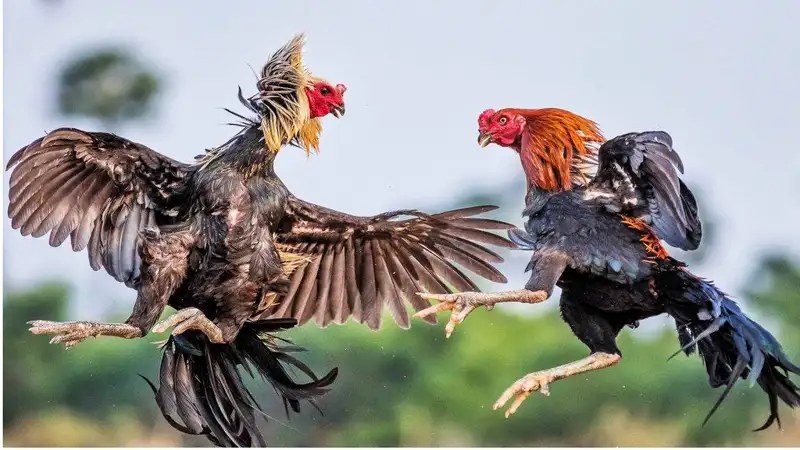 Sư kê có thể gặp phải tình trạng khiến bộ lông gà đá xấu đi khi chăm sóc