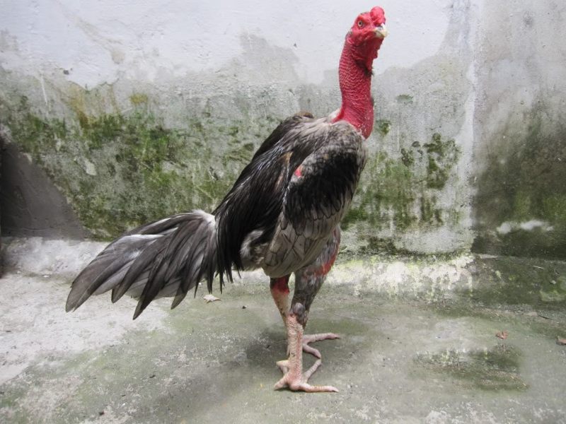 Ép cân gà chọi mang đến những lợi ích gì?
