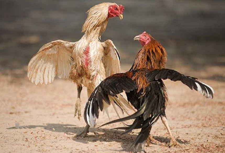 Hướng dẫn xây chuồng trại cho gà đá có lực
